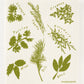 Herbs on White Swedish Dishcloth